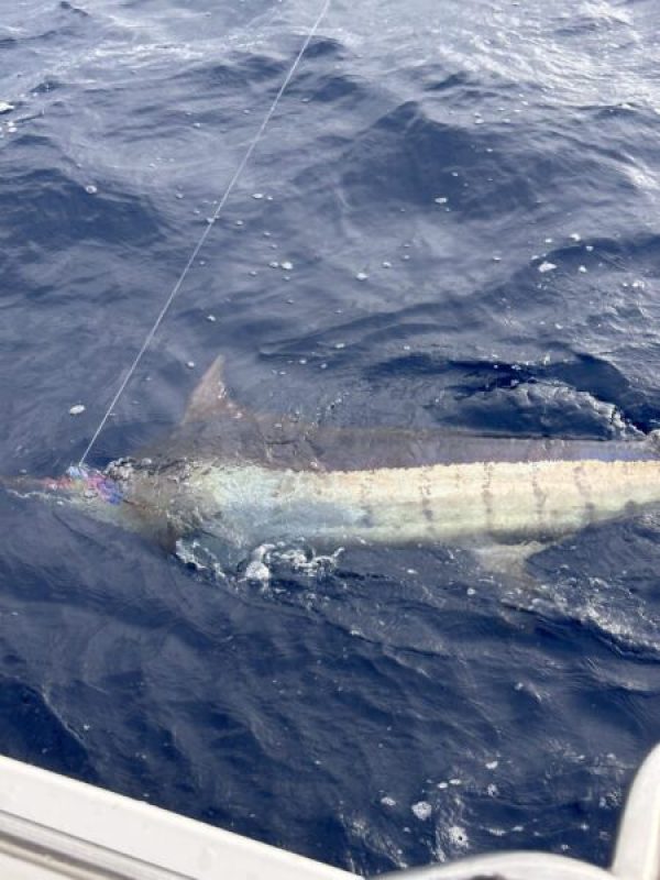 Picture of Fish caught from a Supercat Boat