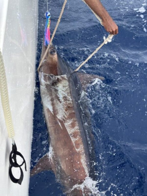 Picture of Fish caught from a Supercat Boat