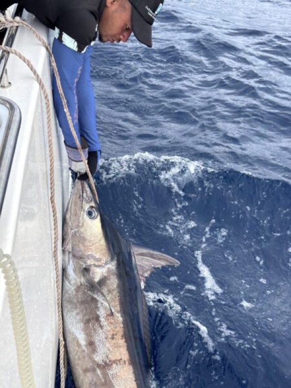 Picture of Fish caught from a Supercat Boat