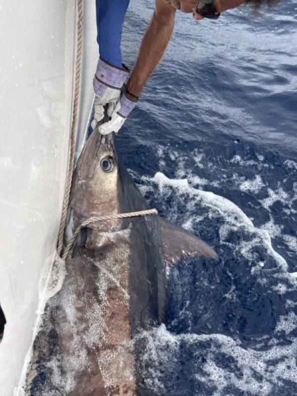 Picture of Fish caught from a Supercat Boat