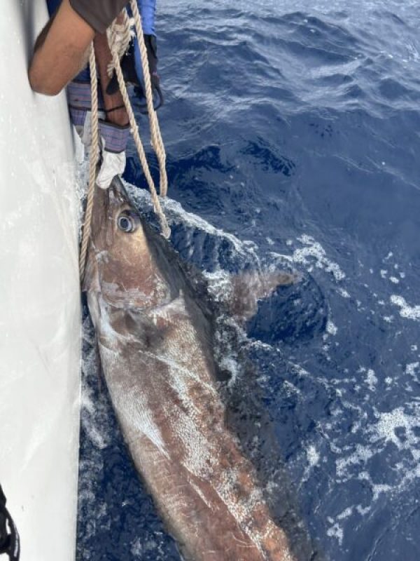 Picture of Fish caught from a Supercat Boat