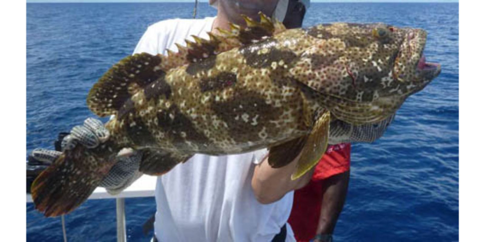 Picture of Fish Caught from a Supercat Boat