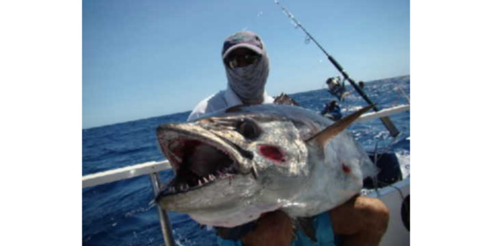 Picture of Fish Caught from a Supercat Boat