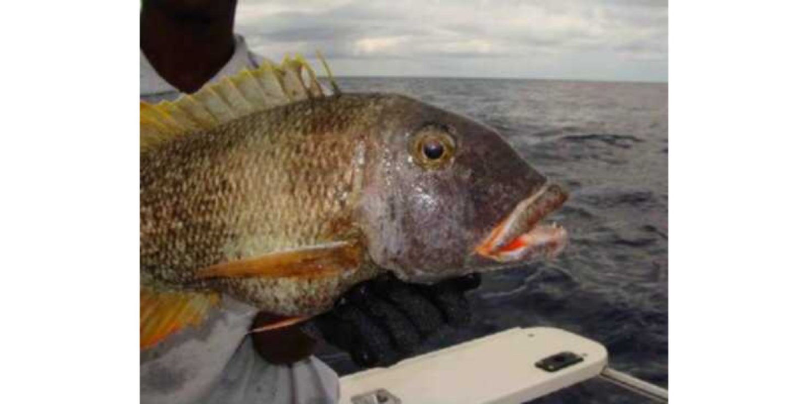 Picture of Fish Caught from a Supercat Boat