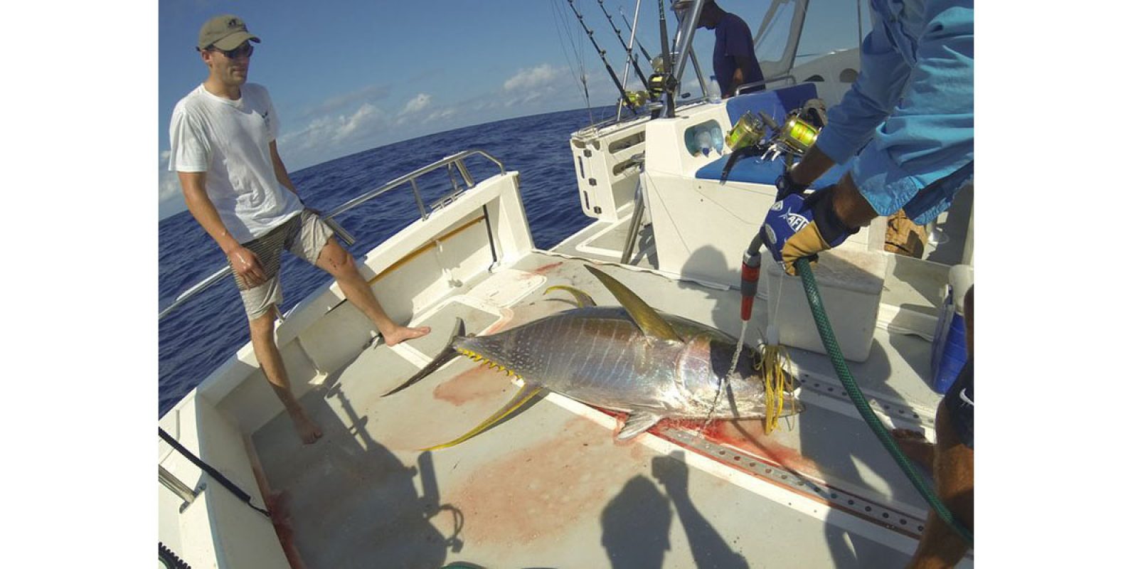 Picture of Fish Caught from a Supercat Boat