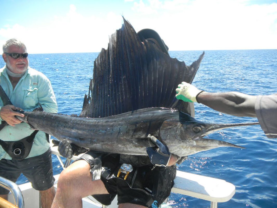 Picture of Fish Caught from a Supercat Boat